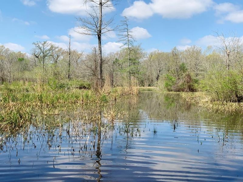 Kingston Ranch High Fence Hunting : Clayton : Concordia Parish : Louisiana