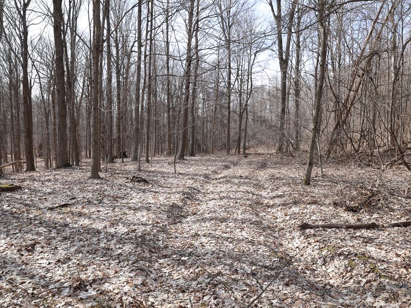 Massive Road Frontage and Woods : Camillus : Onondaga County : New York