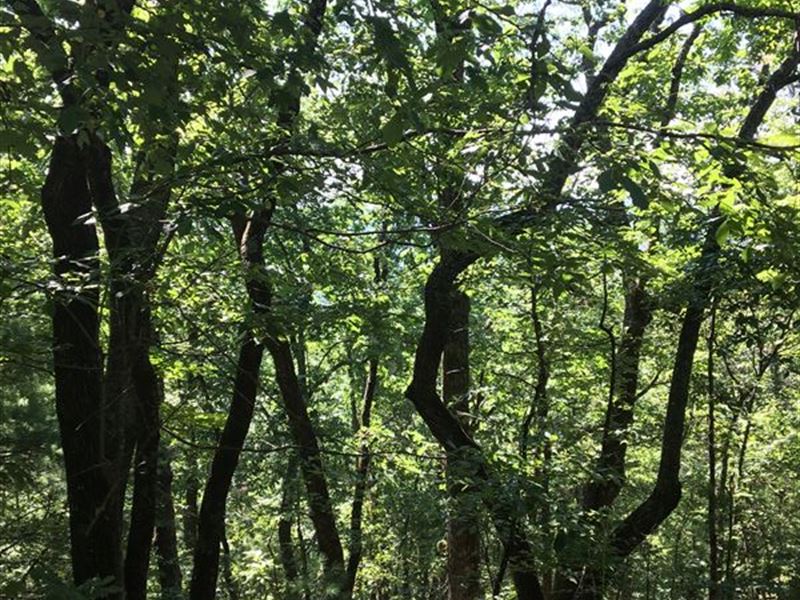 Beautiful, Unspoiled Land : Long Creek : Oconee County : South Carolina