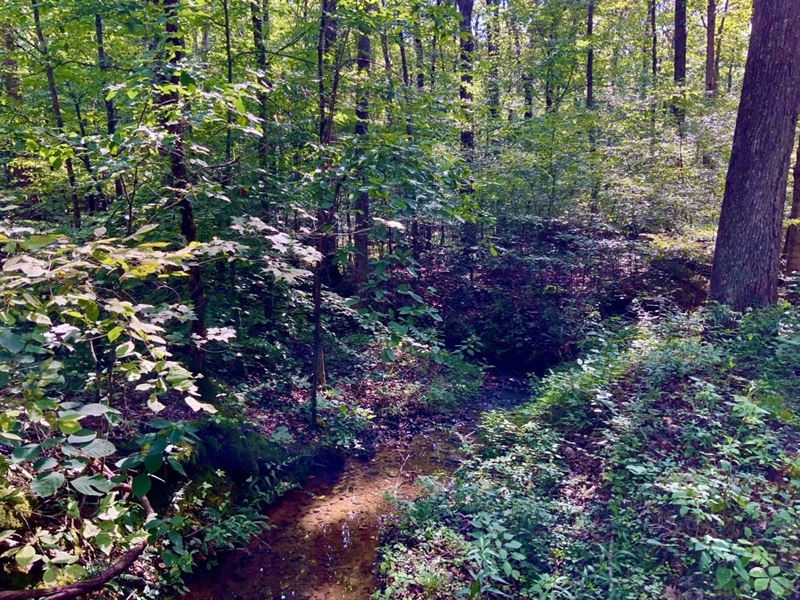 Unrestricted 5 Acre Lot Near Kentuc : Waverly : Humphreys County : Tennessee