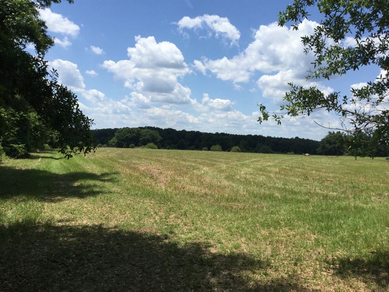 Pasture with Scattered Trees : Lake City : Columbia County : Florida