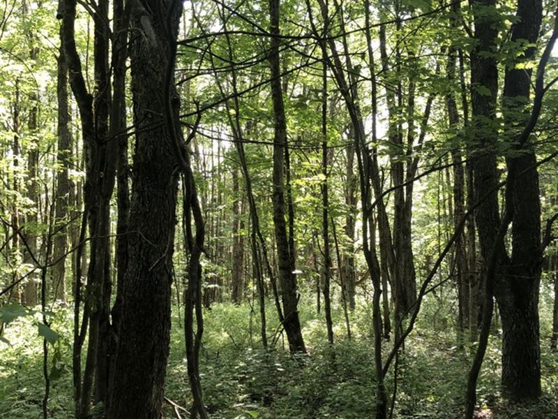 Borders O'hara State Forest : Redfield : Oswego County : New York