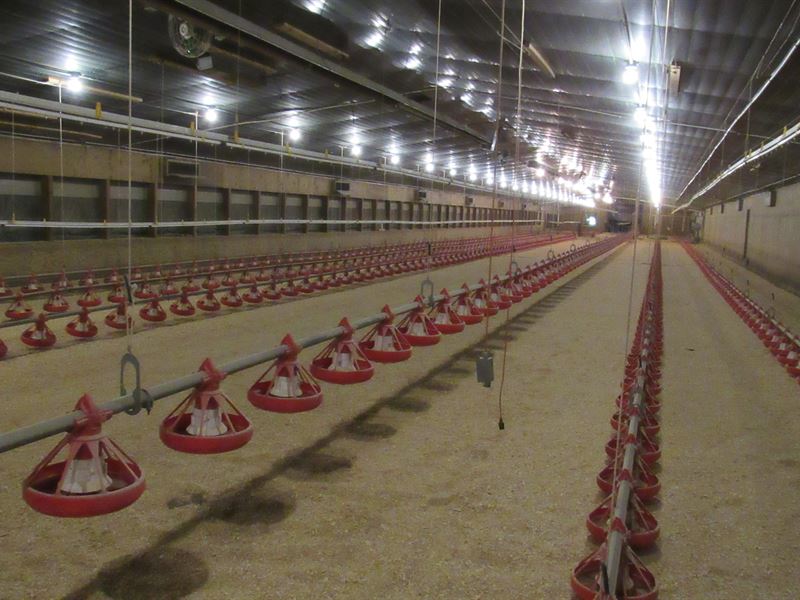Pullet Farm with 4 Houses for Sale : Van Buren : Montgomery County : Arkansas