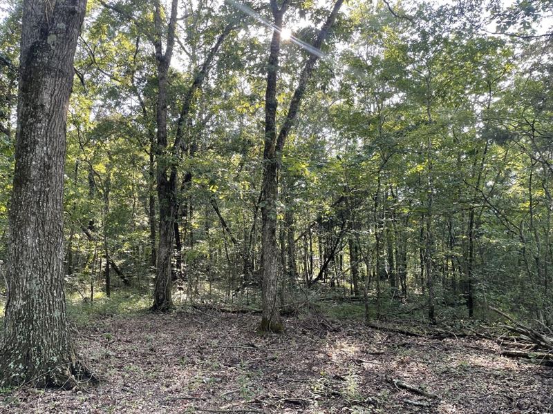 55 Acres in Morgan County, AL : Sommerville : Morgan County : Alabama