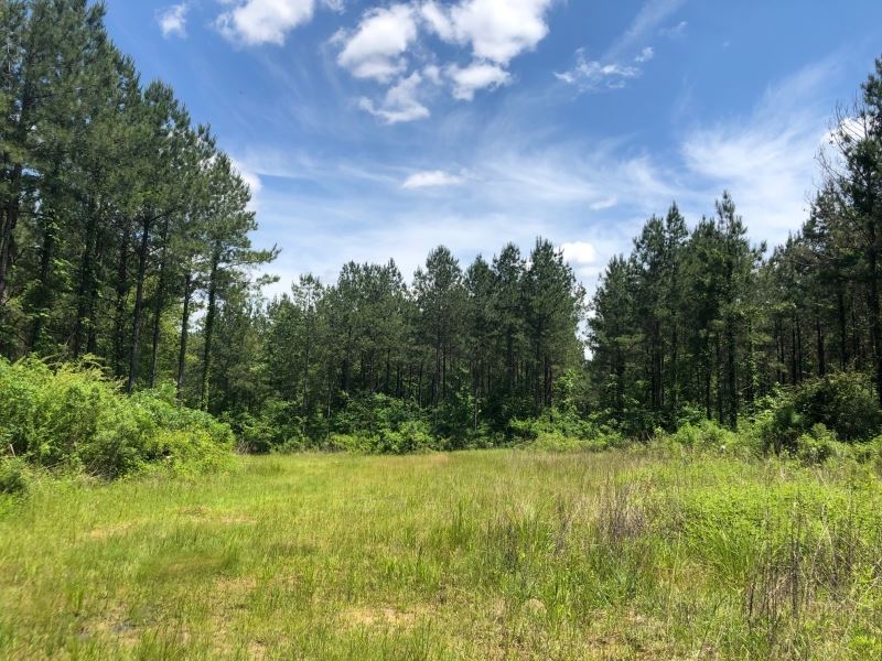 101 Acres in Rankin County in Pelah : Pelahatchie : Rankin County : Mississippi