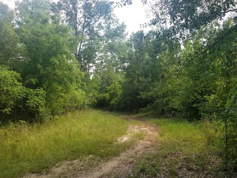 Hunting Land in Union Parish : Downsville : Union Parish : Louisiana