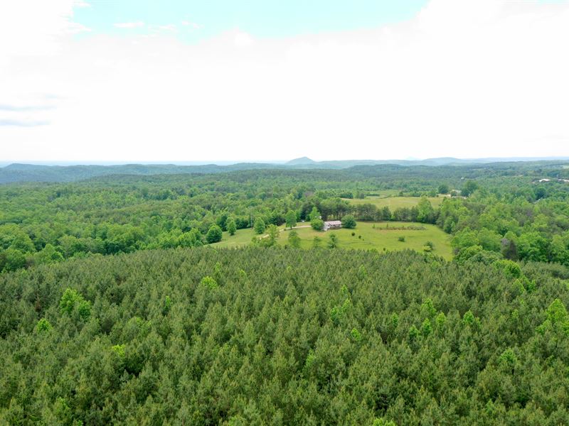 Planted in Loblolly Pines : Mountain Rest : Oconee County : South Carolina