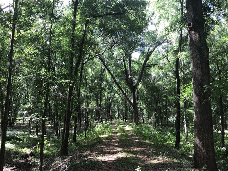 Beautiful Rolling Pasture : High Springs : Alachua County : Florida