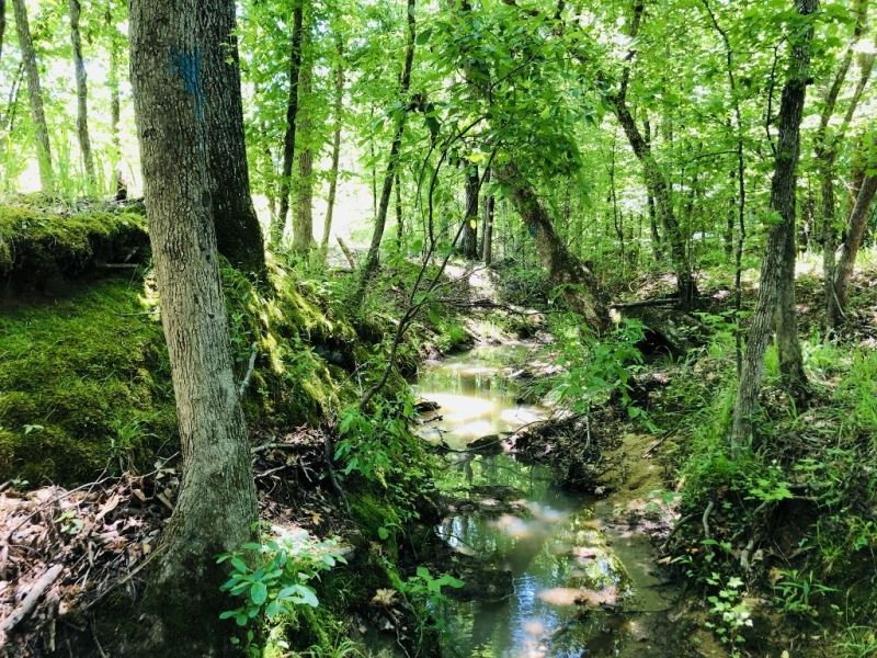 Creeks, Campsite, & Hunting : Sparta : Hancock County : Georgia