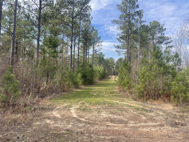 Walker County Hunting and Timber : Empire : Walker County : Alabama