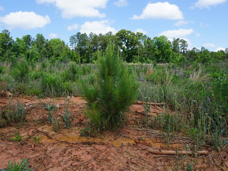 Nelson Rd. Timberlands : Milledgeville : Baldwin County : Georgia