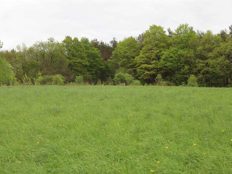Scenic Catskills Wooded Acreage : Franklin : Delaware County : New York