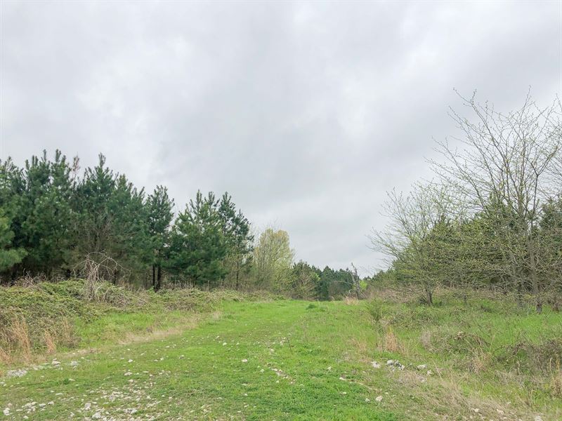 2182 Acres Cr 3365 Tract 1006 : Mount Pleasant : Titus County : Texas