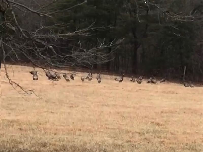 70 Acres in Marshall, Arkansas : Marshall : Searcy County : Arkansas