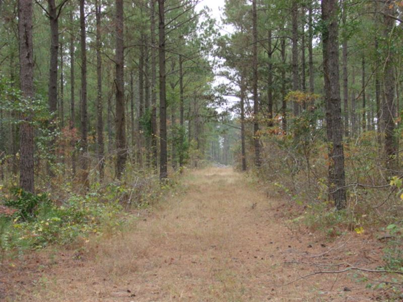 Timber, Big Creek and Hunting : Buena Vista : Taylor County : Georgia