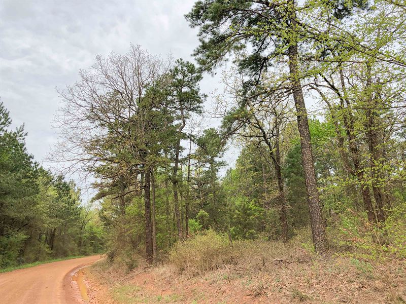187 Acres, Cr 2864, Tract 1017 : Hughes Springs : Cass County : Texas