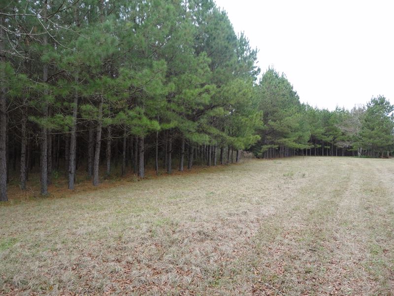 Hunting Land Lincoln County Ruth : Ruth : Lincoln County : Mississippi