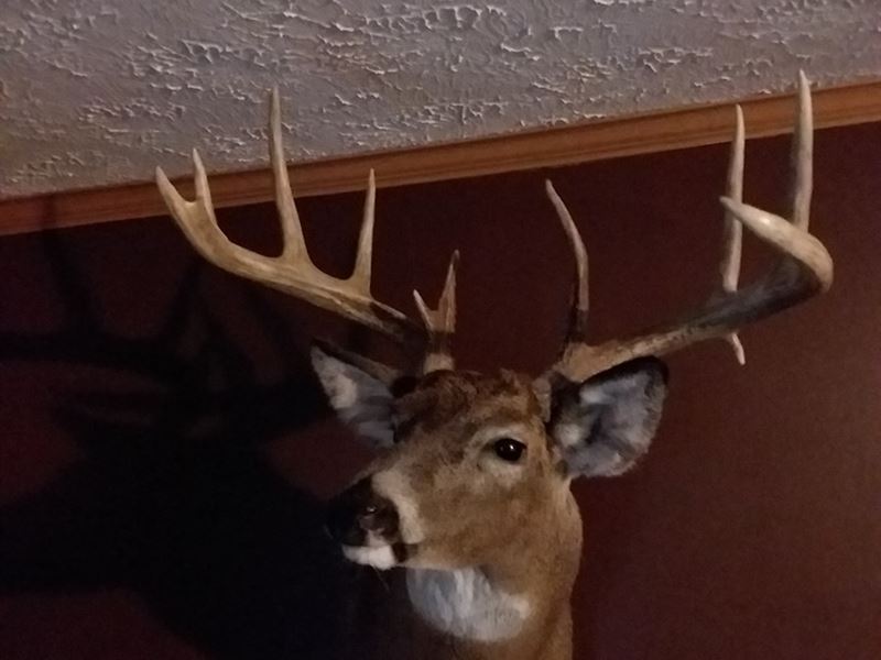 Prime Deer & Turkey Hunting, Timber : Cainsville : Mercer County : Missouri