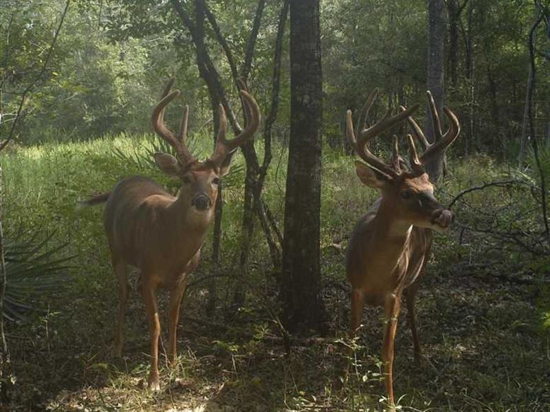 hunti