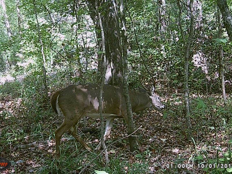 Timber Cruise, Great Land Deal : Gray : Jones County : Georgia