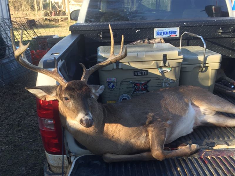 Findley Timber Tract : Highland Home : Crenshaw County : Alabama