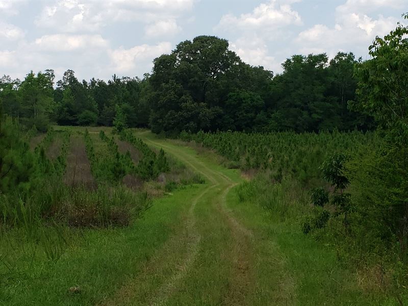 Pessell Creek Ridge Tract : Plains : Sumter County : Georgia