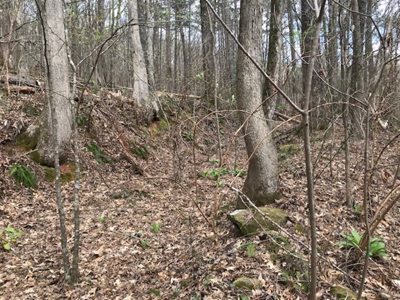 47 Acres Near I-59 : Springville : Jefferson County : Alabama