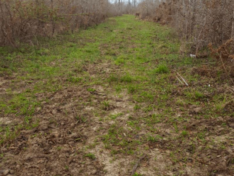 Bullpen North Tract : Wagarville : Washington County : Alabama