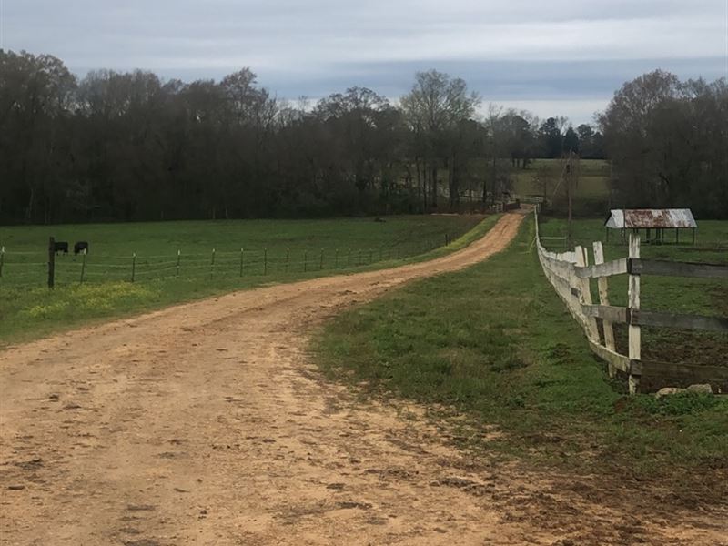 224 Ac Working Cattle Farm : Marion Junction : Dallas County : Alabama