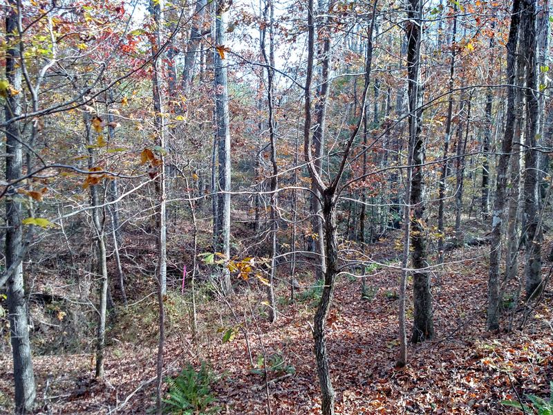 Beautiful 100 Acre Hunters Paradise : Buena Vista : Marion County : Georgia