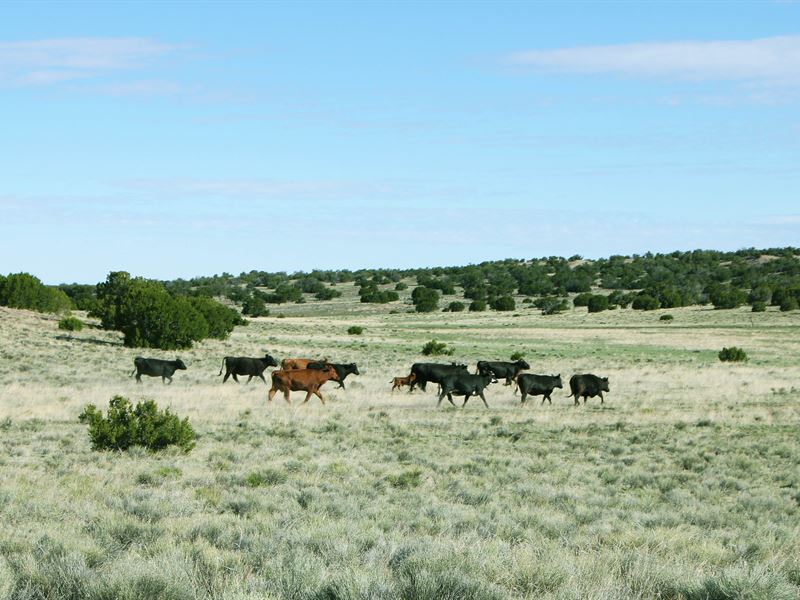 78 Acre Northern AZ Ranch $456/Mo : Saint Johns : Apache County : Arizona