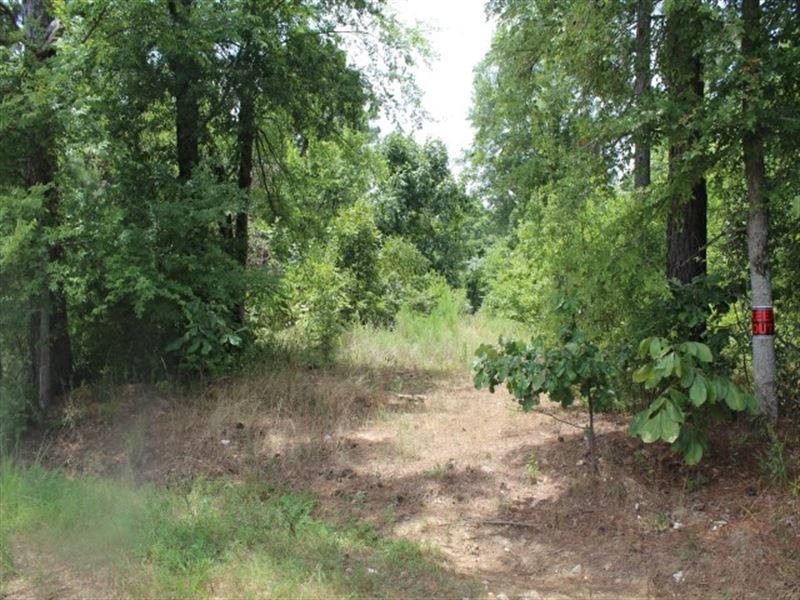 Recreational Hunting Bowie County : De Kalb : Bowie County : Texas