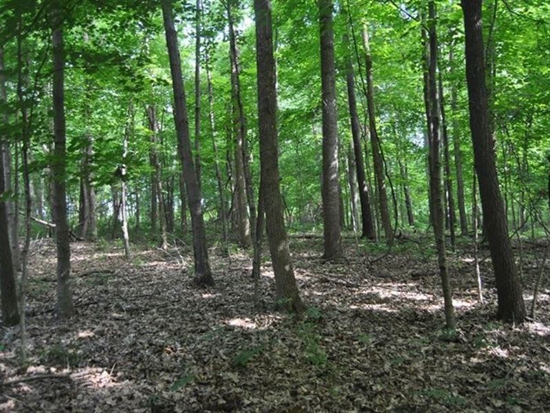 22 Acres Hunting Ground, Marshall : Marshall : Crawford County : Illinois