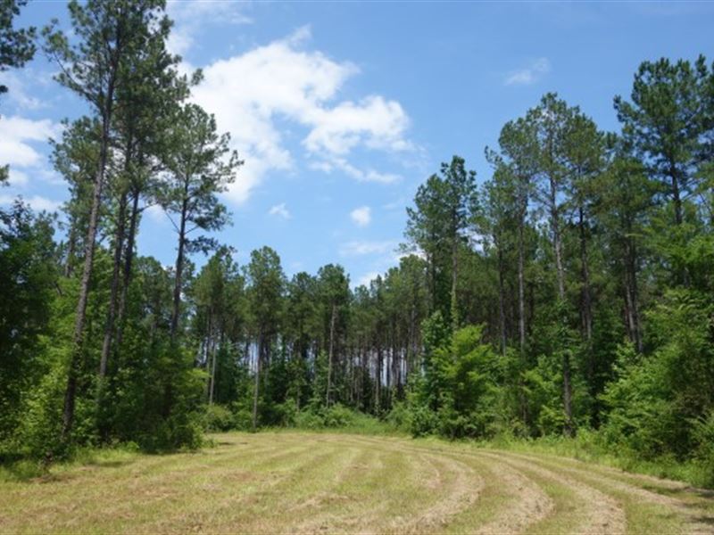 82.79 Acres, Richland County, Sc : Blythewood : Richland County : South Carolina