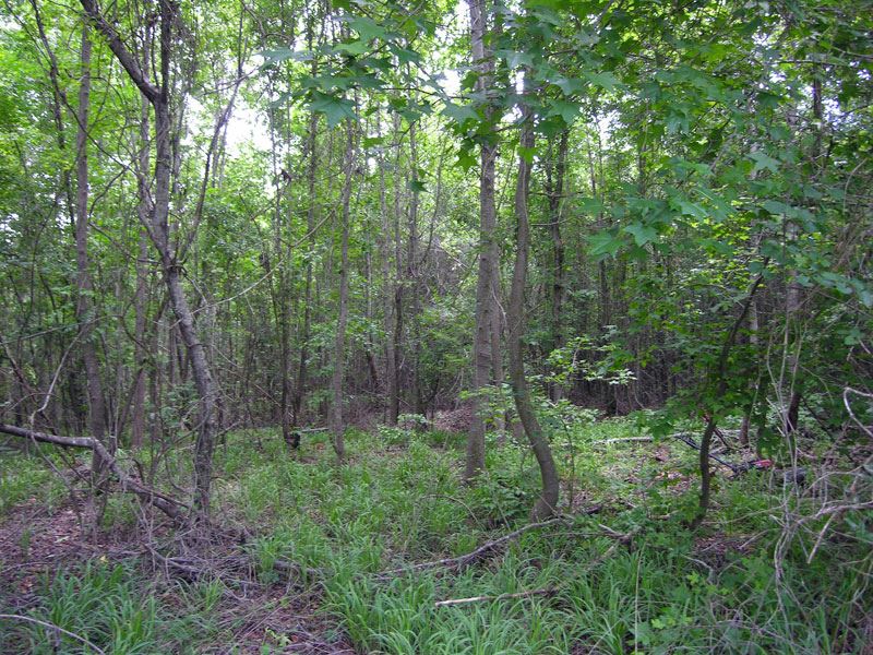 88 Acres Wooded, Owner Financing : Waynesboro : Burke County : Georgia