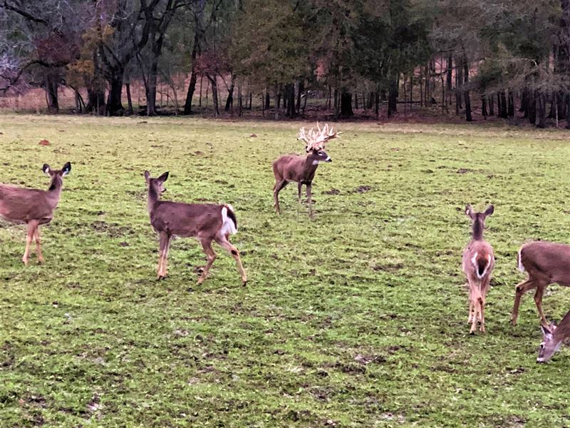 3-020 Smith Farm High Fence : Ramer : Montgomery County : Alabama