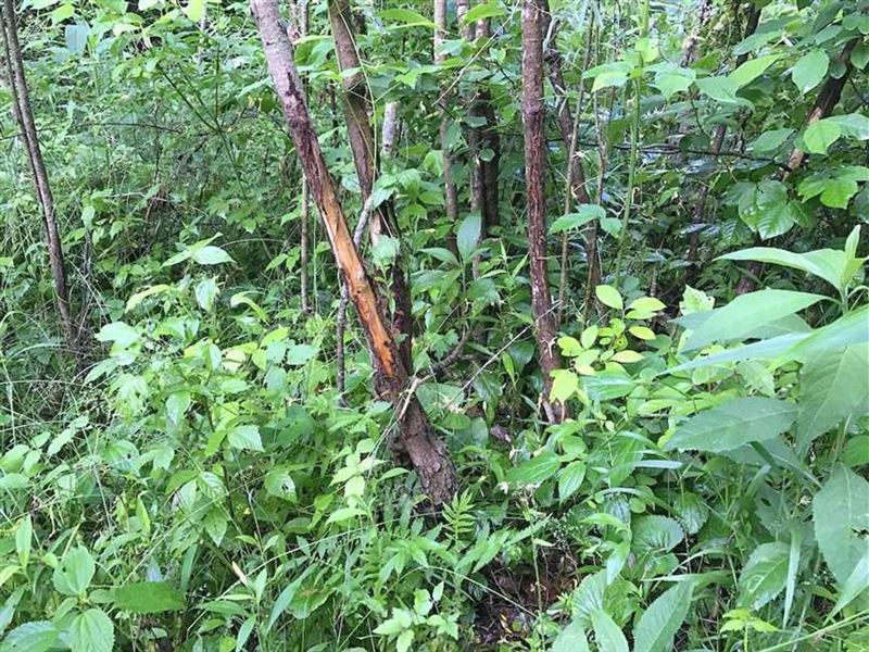 Clay Lick Rd, 22 Acres : Perry : Gallia County : Ohio