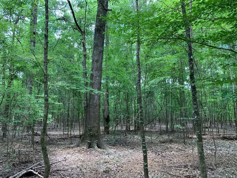 Choctaw Creek Tract, Jackson Parish : Quitman : Jackson Parish : Louisiana