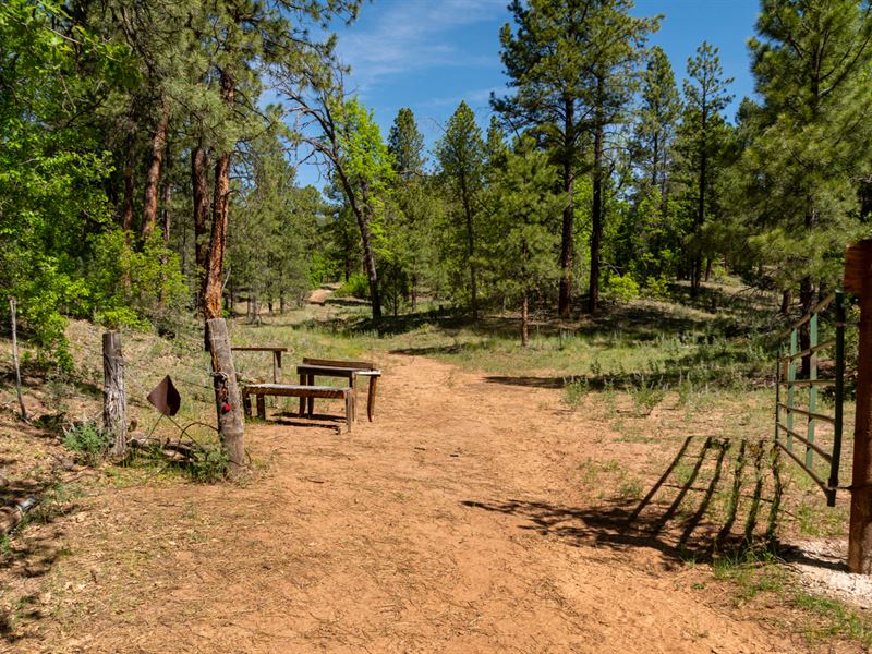 Access 300,000 Acre National Forest : Ramah : Cibola County : New Mexico
