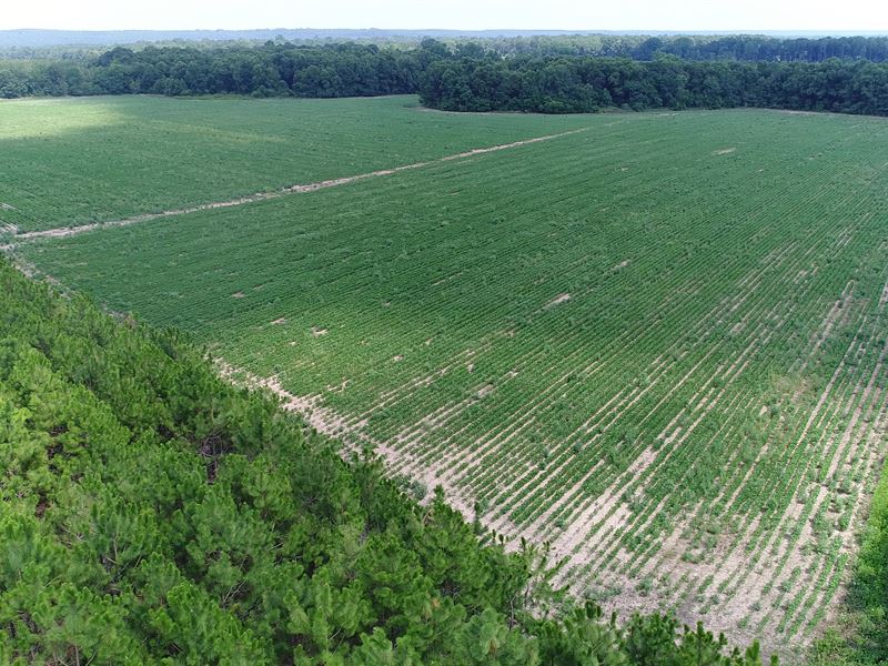 Flint River Farms : Reynolds : Macon County : Georgia