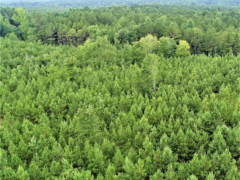 Loblolly Plantation Of Upson : Culloden : Upson County : Georgia