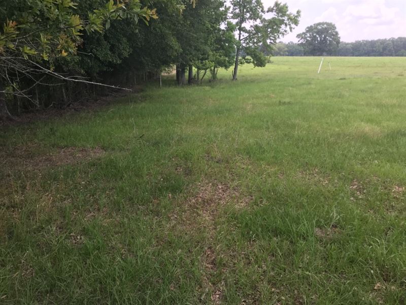 Lyles Cattle : Terry : Hinds County : Mississippi