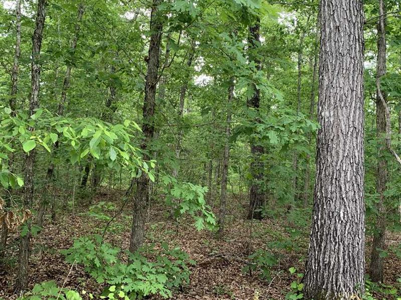 33 Acres of Recreational-Timbe : Fosters : Tuscaloosa County : Alabama