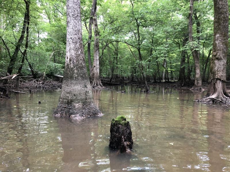 Cache Timber Tract : McCrory : Woodruff County : Arkansas