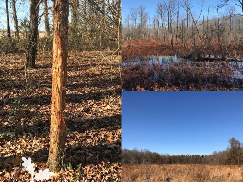 Glade Creek Bucks & Ducks : Searcy : White County : Arkansas