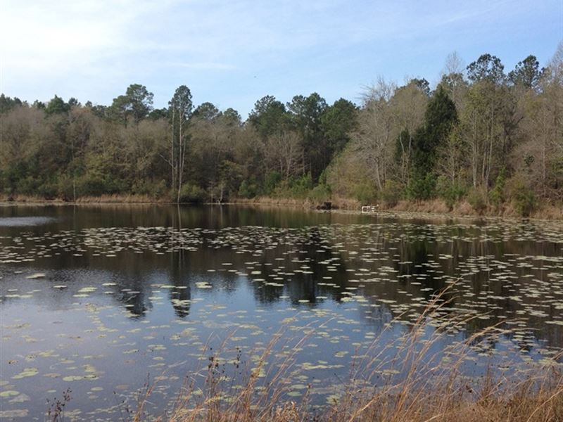 Oliver Pond Tract : Reidsville : Tattnall County : Georgia