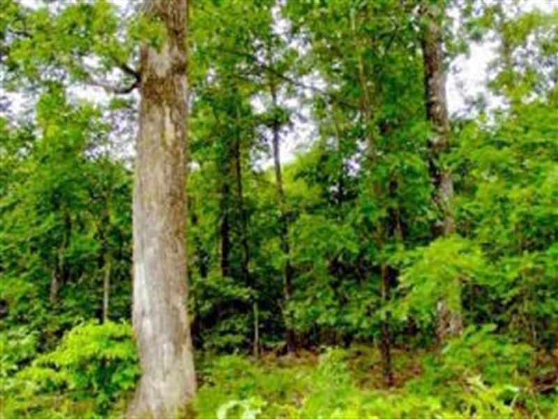 Land for Sale in Alton Missouri : Alton : Oregon County : Missouri