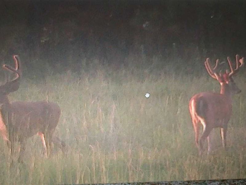 Big Bucks, Great Hunting/Homesite : Georgetown : Quitman County : Georgia