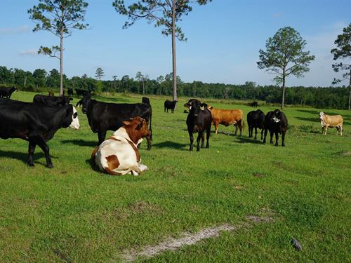 Beautiful 152 Acre Farm : Live Oak : Suwannee County : Florida