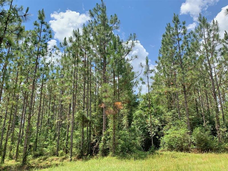 Crosby Tract : Stockton : Baldwin County : Alabama